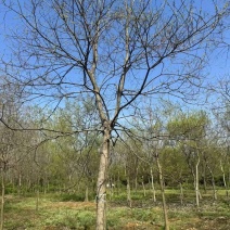 成都乌桕批发成都苗木基地供应各类规格乌桕直销