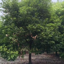 成都天竺桂批发成都苗木基地供应各类规格天竺桂直销