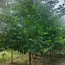 成都乐昌含笑批发成都苗木基地供应各类规格乐昌含笑基直销