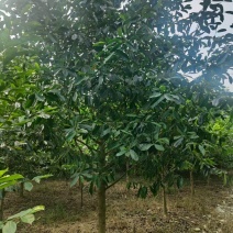 贵州乐昌含笑批发贵州苗木基地供应各类规格乐昌含笑基地