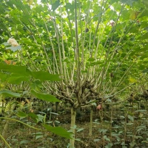 成都木芙蓉批发成都苗木基地供应各类规格木芙蓉基地