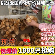 麻鸡苗买1000送100包防疫包运输货到满意付款诚