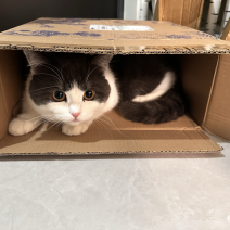 可爱的宠物猫