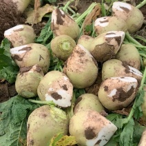 芥菜头疙瘩菜大量上市，欢迎新老客户前来采购…
