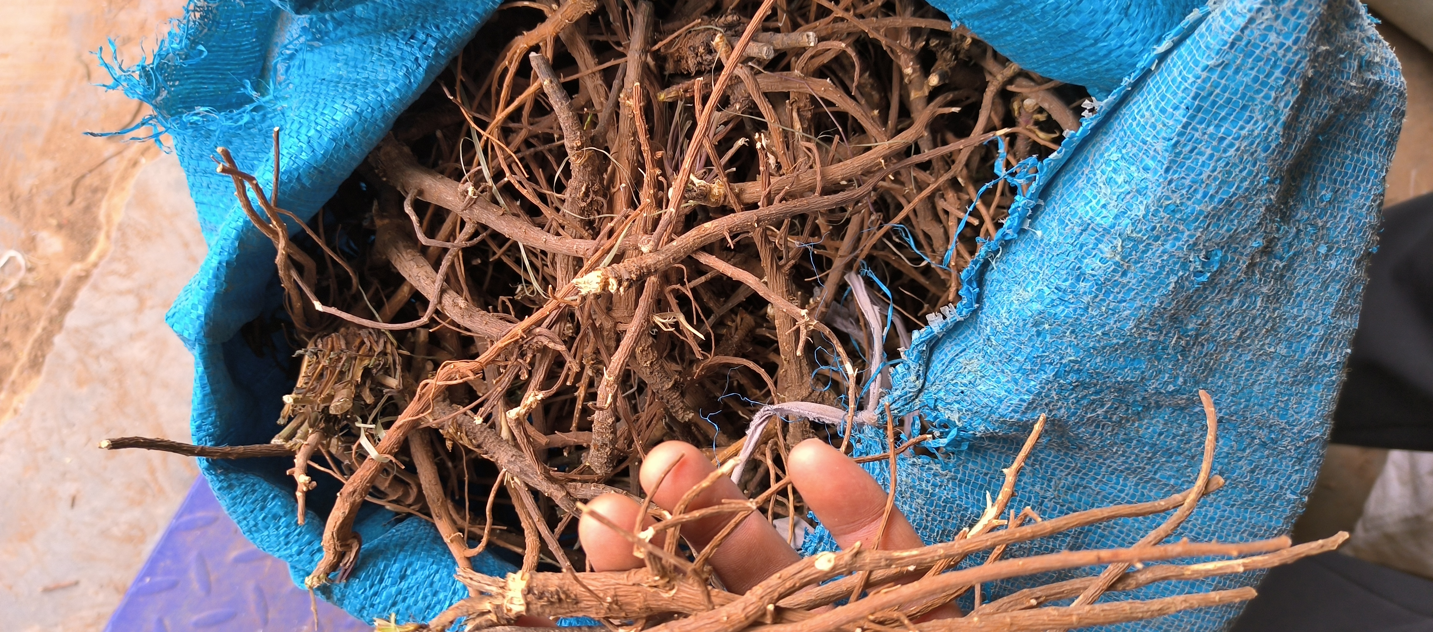 信息图表展示北柴胡皂苷进入人体后的三条作用路径:1. 抑制HPA轴过度激活,降低皮质醇;2. 激活GABA神经通路,产生轻度镇静效应;3. 提升5-HT水平,促进褪黑素合成,调节昼夜节律 北柴胡提取物作用机制图解