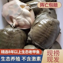 甲鱼