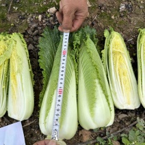 云南高山龙牙菜