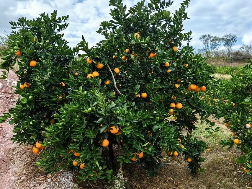 红心脐橙果园全景图