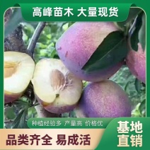 吉胜李子苗吉盛李子苗吉盛桃李苗