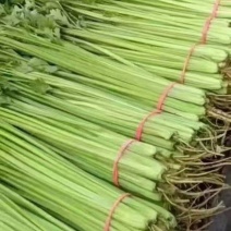 阳谷香芹精品山芹货源稳定常年供应提供水洗包装代发