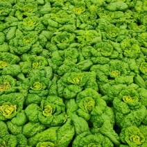 菊花心也叫黄心菜，叶面有点焦黄，质量指数三颗星