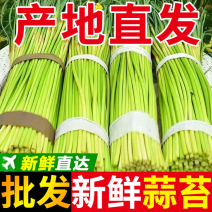 红帽蒜薹/金乡蒜苔/自家冷库/价格便宜/欢迎采购商来电