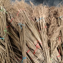车厘子大樱桃树苗金脆蜜弗里斯克蜜露齐早，基地直发，苗对版