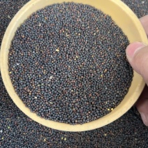 油菜籽厂家现货油菜籽高油油菜籽新菜籽