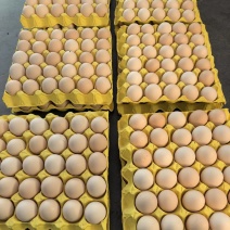 湖北大码红心粉净重44/45/46大厂货样品接受5箱起发