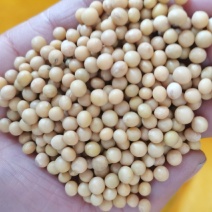 25年芽豆芽苗豆小金黄白皮东升豆洪峰系列小粒小中粒芽苗豆