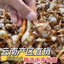 产地直销新鲜慈菇中号茨菇全国可发货欢迎咨询