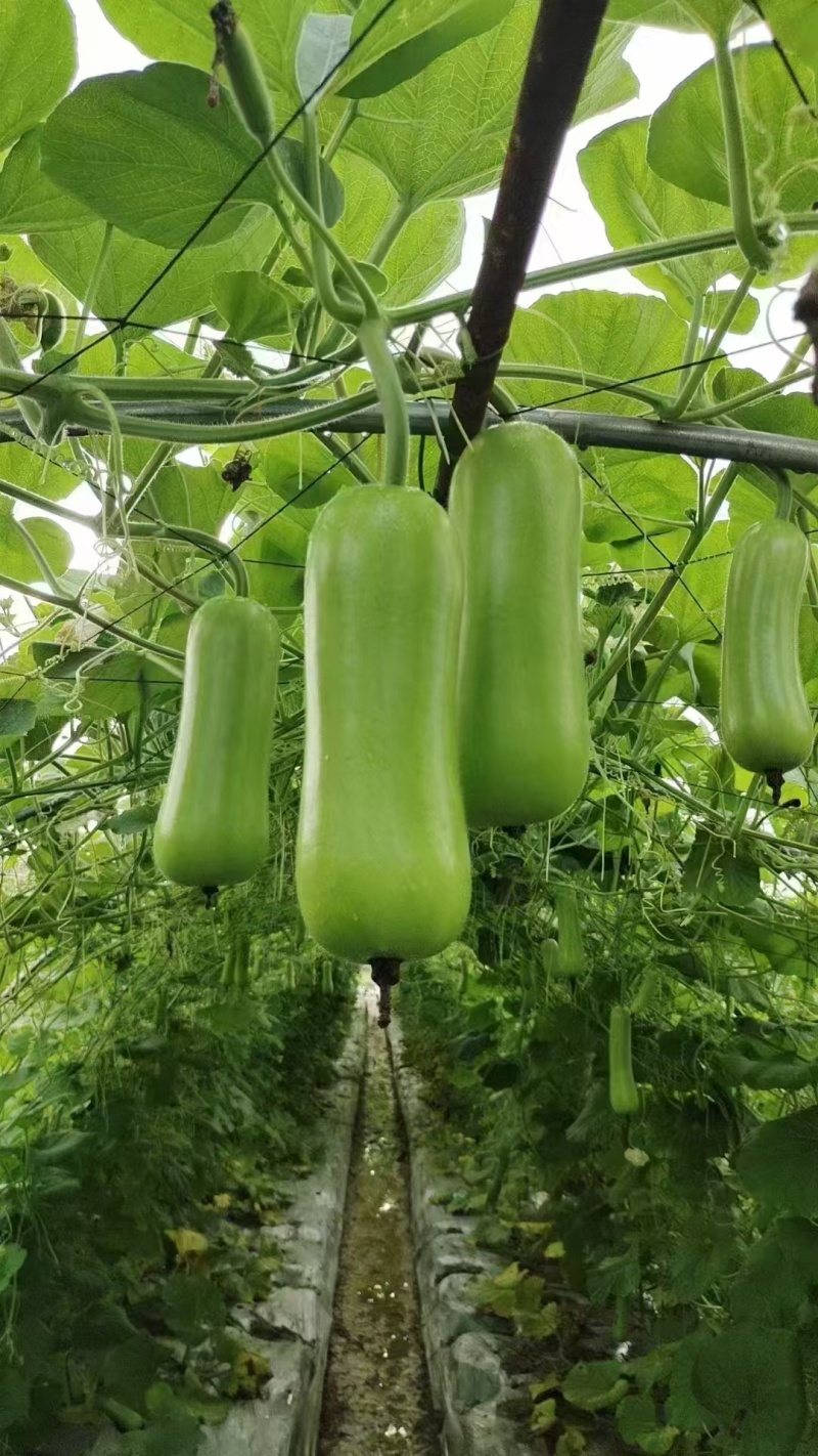 精品广东瓢瓜,产地直发大量供应一手货源欢迎致电