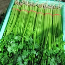 【推荐】山芹大量供应一手货源规格齐全电商品质量大优惠