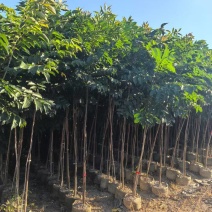 麻楝2至5公分