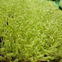 豌豆芽