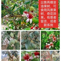 菲油果树，在宜宾