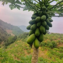 云南红心木瓜