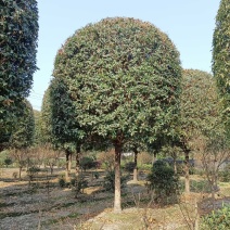 成都10公分桂花12公分桂花15公分桂花18公分桂花批发