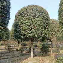 重庆10公分桂花12公分桂花15公分桂花18公分桂花批发