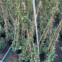 贵州风车茉莉批发贵州苗木基地供应各类规格风车茉莉基地