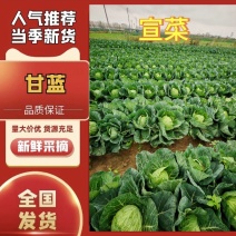 圆包菜/产地直发/宣菜/手感菜/硬菜/规格全！电联！