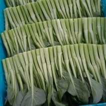 上海本地“广东甜菜心”大量上市！