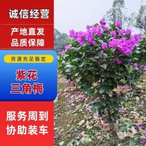紫花三角梅，叶片肥厚品种优良对接市政工程绿化园林