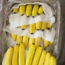 香蕉🍌、云南蕉、广西蕉、广东蕉、各种质量、常年供应、