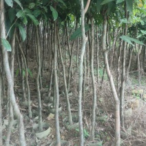 芒果绿化，各种规格齐全