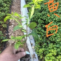 自家基地，一批三角梅品种牙签苗