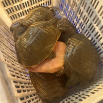汉寿黄沙鳖