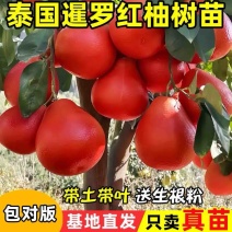 三红心红皮柚子苗泰国暹罗红沙田柚蜜柚红宝石青柚葡萄柚