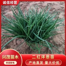 26年二红洋葱苗大量有货自产自销量大从优批发市场价格优惠