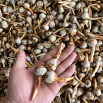 云南精品蓝皮小号茨菇大量上市货量充足产地直销