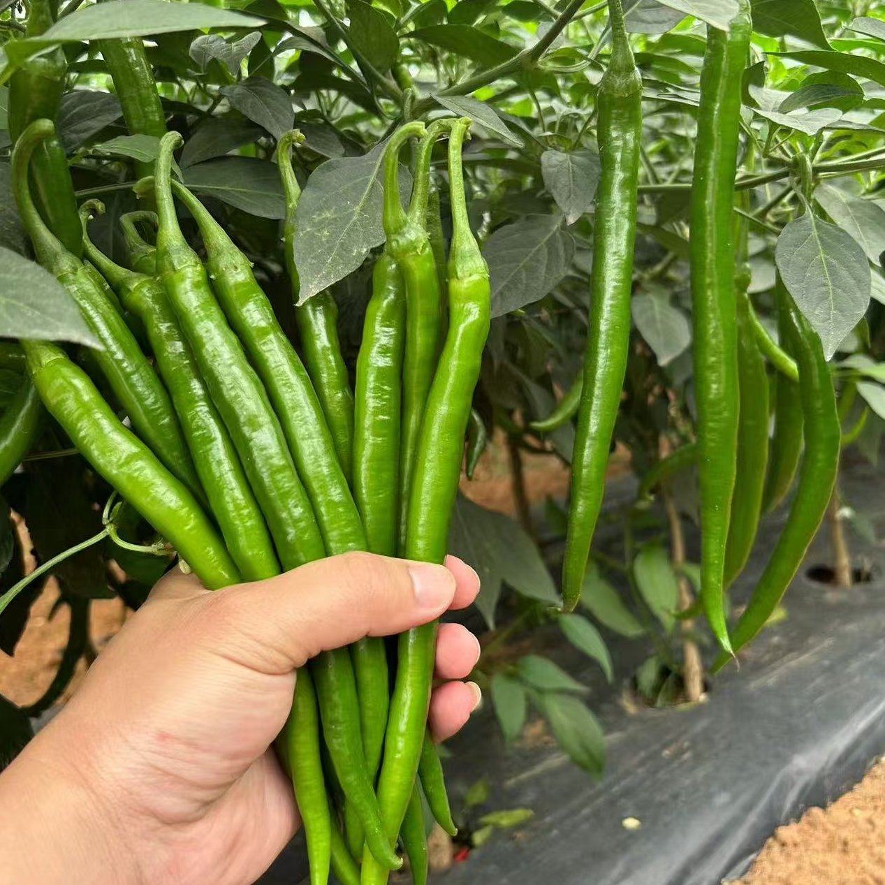 [线椒批发]广东湛江徐闻县鲜辣椒 1.00元/斤湛江鲜辣椒，8号 _ 一亩田