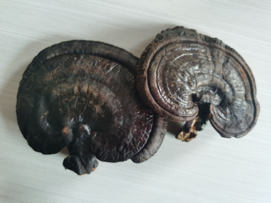 左右对比图:左侧为野生黑灵芝,形态不规则,表面有自然裂纹和环纹,颜色深紫近黑,菌柄扭曲;右侧为人工黑灵芝,外形规整圆形,表面光滑均匀,颜色乌黑发亮;下方标注‘野生 vs 人工’字样,背景为白色布纹,突出对比效果 野生黑灵芝与人工灵芝对比图