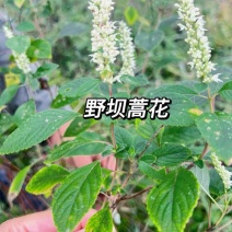 野坝蒿