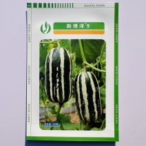 新博洋9号甜瓜种子德瑞特甜瓜种子酥脆香甜绿肉桔红瓤薄皮
