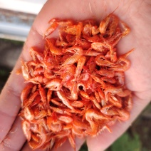 纯淡水烘干虾，各种规格都有，可以发样品，欢迎来看货