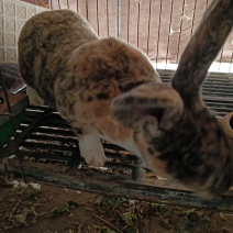 我场出售猎豹兔欢迎大家前来选购