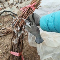 奥州甜王葡萄苗粗放式管理省工中晚熟品种基地直发