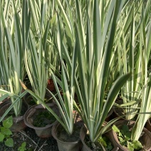 重庆花叶玉蝉批发重庆苗木基地供应各类规格花叶玉蝉基地