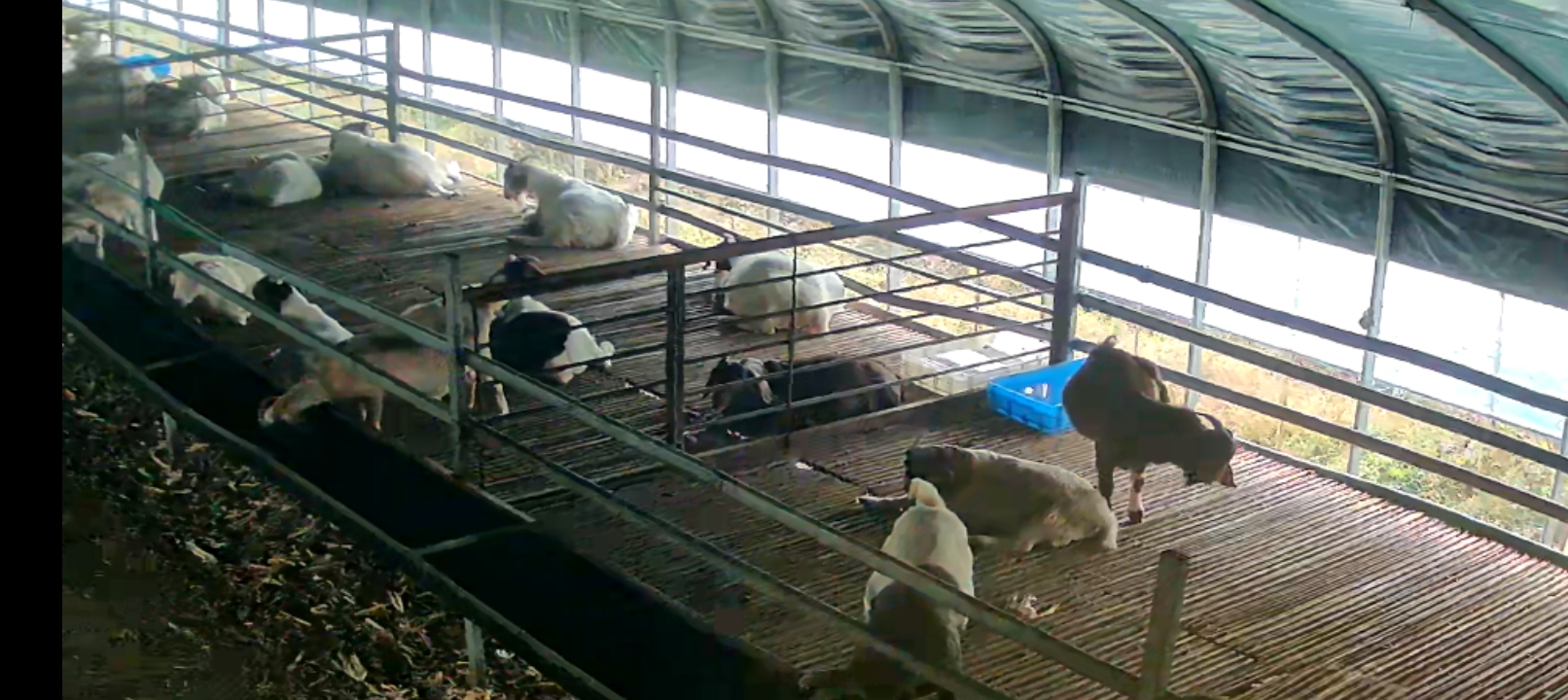 波尔山羊在现代化养殖场中自由活动,环境整洁、设施齐全 波尔山羊养殖场环境