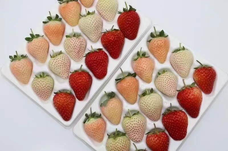 奶油草莓与酪乳混合搅拌过程